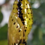 IMGP2700 - コピー